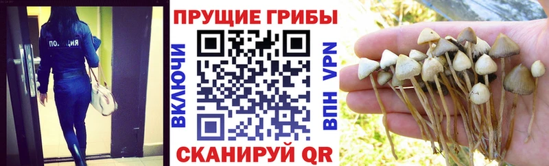 Псилоцибиновые грибы прущие грибы  продажа наркотиков  ОМГ ОМГ сайт  Ахтырский 
